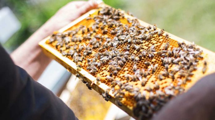 Έως 128 χιλ. ευρώ η χρηματοδότηση σε 11 ερευνητικά προγράμματα σε μελισσοκομία - σηροτροφία