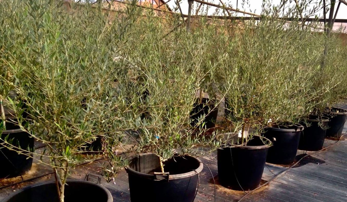 ΕΛΓΟ-Δήμητρα: Διάθεση δέκα πιστοποιημένων ποικιλιών ελιάς