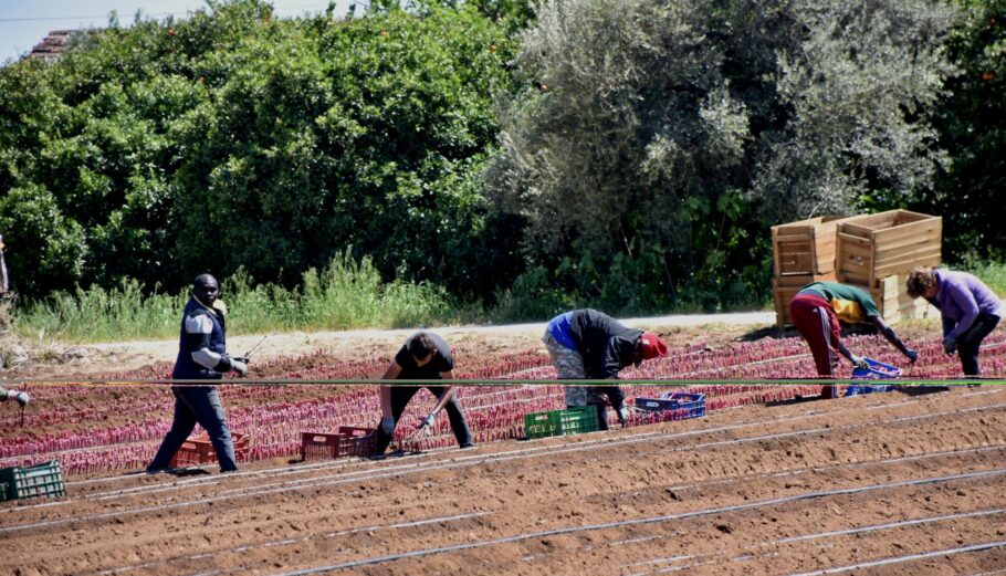 Εργάτες δουλεύουν σε χωράφι © Ευρωκίνηση