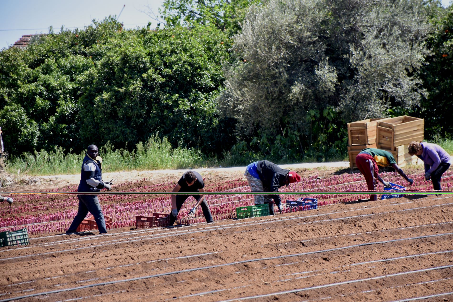 Εργάτες δουλεύουν σε χωράφι © Ευρωκίνηση