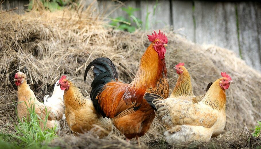 Υπεγράφη η ΚΥΑ για την ένταξη πτηνοτροφικών μονάδων στον Αναπτυξιακό