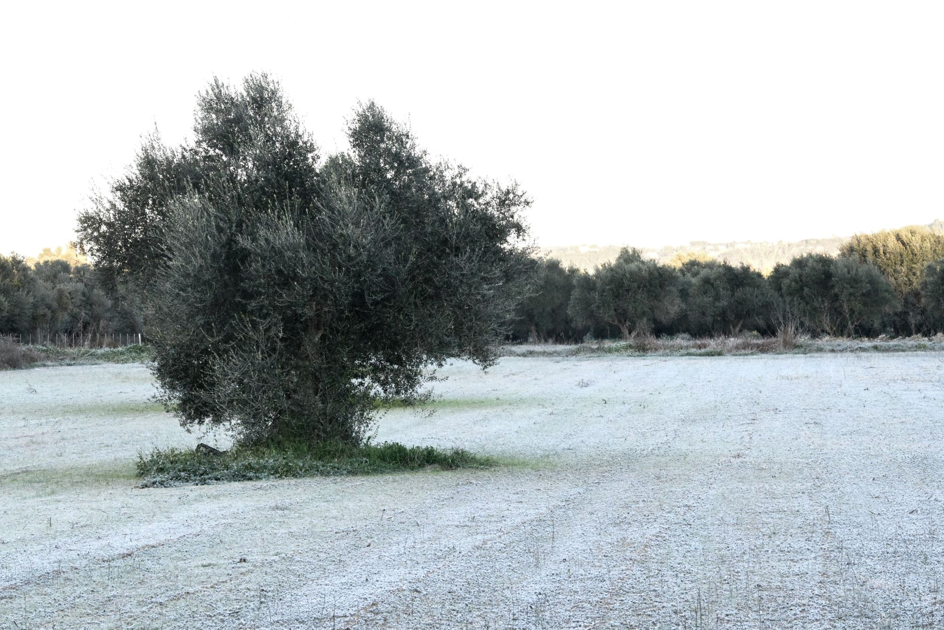 Αποζημιώσεις παγετού: Προκαταβολές ύψους 36,5 εκατ. σε αγρότες