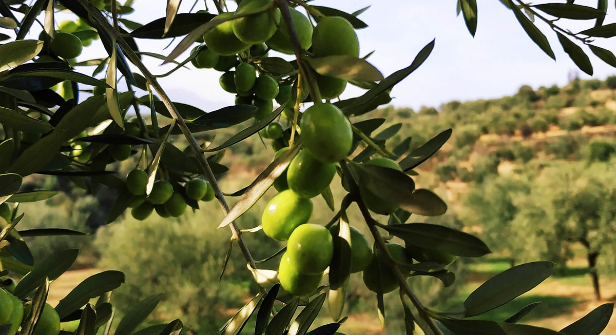 5 χρυσά βραβεία οι επιτραπέζιες ελιές των ελαιώνων Σακελλαρόπουλου