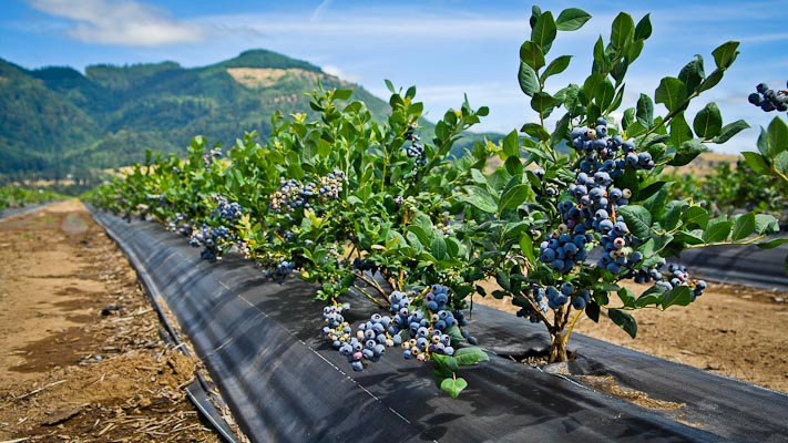 Παραγωγή του μπλε μύρτιλου (blueberry) στις εγκαταστάσεις της Agromenelais farm στα Άγραφα