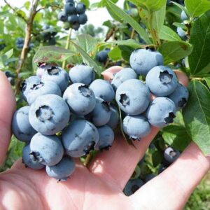 Παραγωγή του μπλε μύρτιλου (blueberry) στις εγκαταστάσεις της Agromenelais farm στα Άγραφα