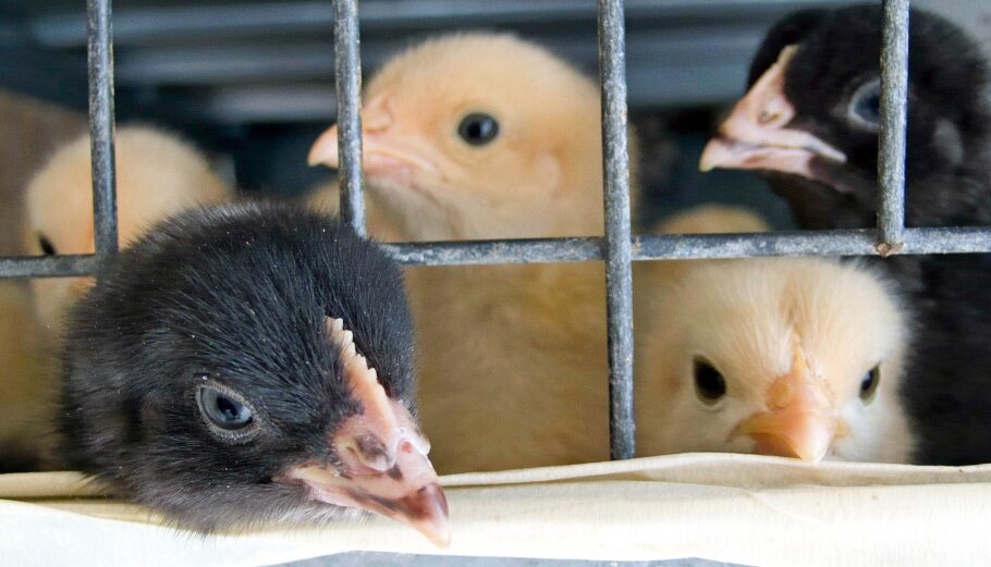 Κλουβιά τέλος για 300 εκατομμύρια ζώα – πτηνά στην ΕΕ από το 2028