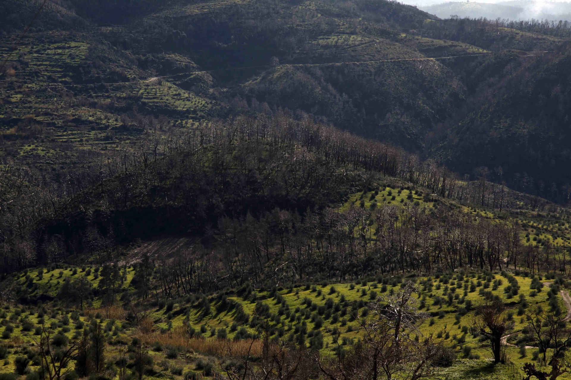 Στο υπ. Περιβάλλοντος οι δασικές υπηρεσίες των Αποκεντρωμένων Διοικήσεων