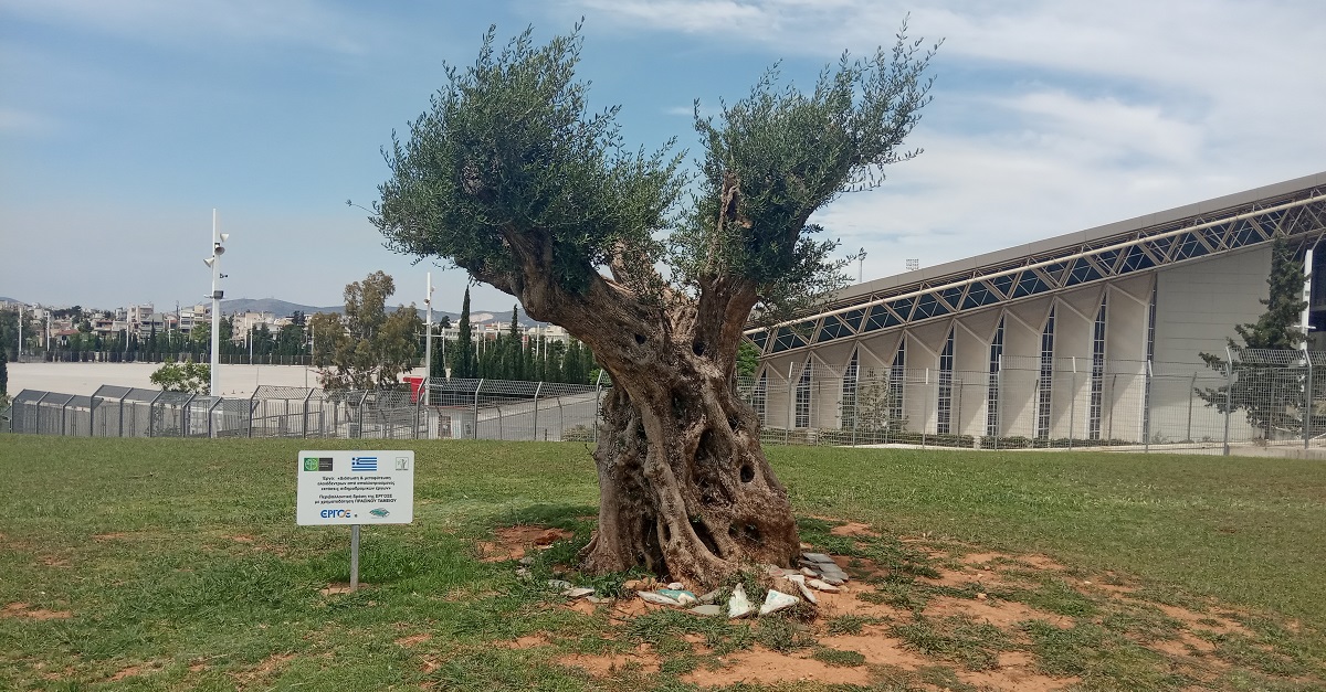 Μεταφύτευση ελαιόδεντρων από την ΕΡΓΟΣΕ στο ΟΑΚΑ