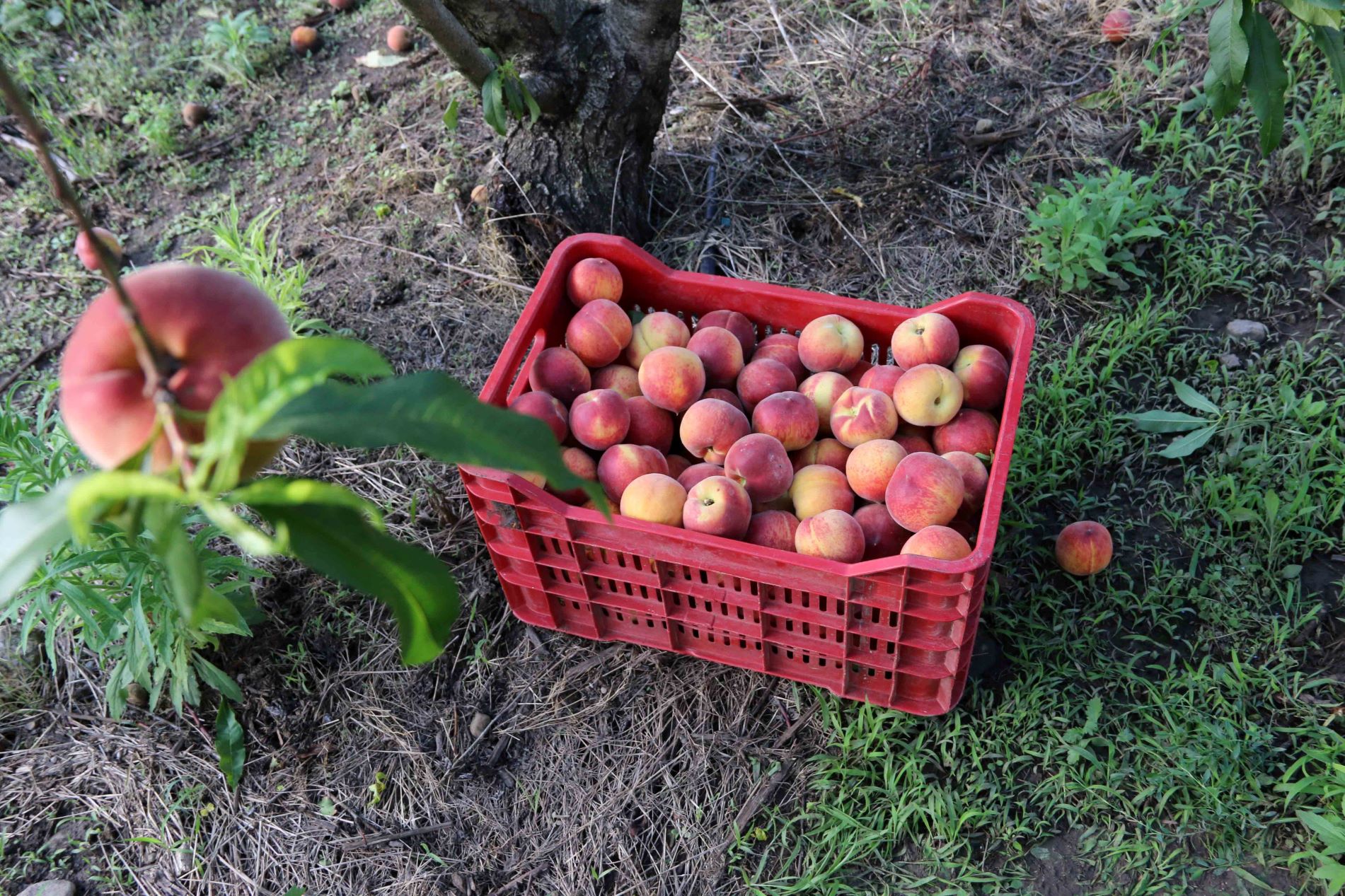 Η Del Monte απορροφά το 1/4 των ελληνικών ροδάκινων