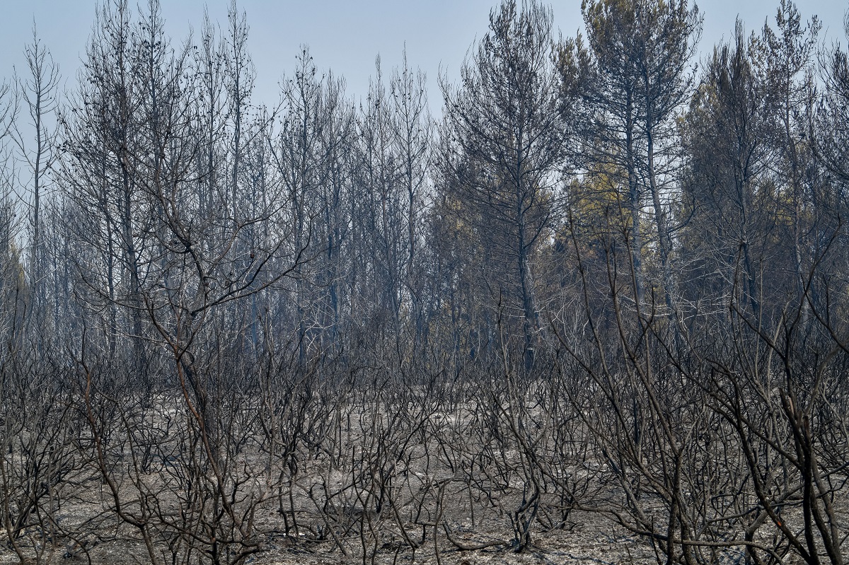 Η πυρκαγιά στην Ηλεία κατέστρεψε τους ελαιώνες ©EUROKINISSI