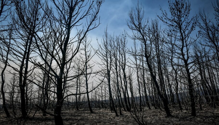 Η επόμενη μέρα από την καταστροφική πυρκαγιά στην Β.Α Αττική. © Eurokinissi