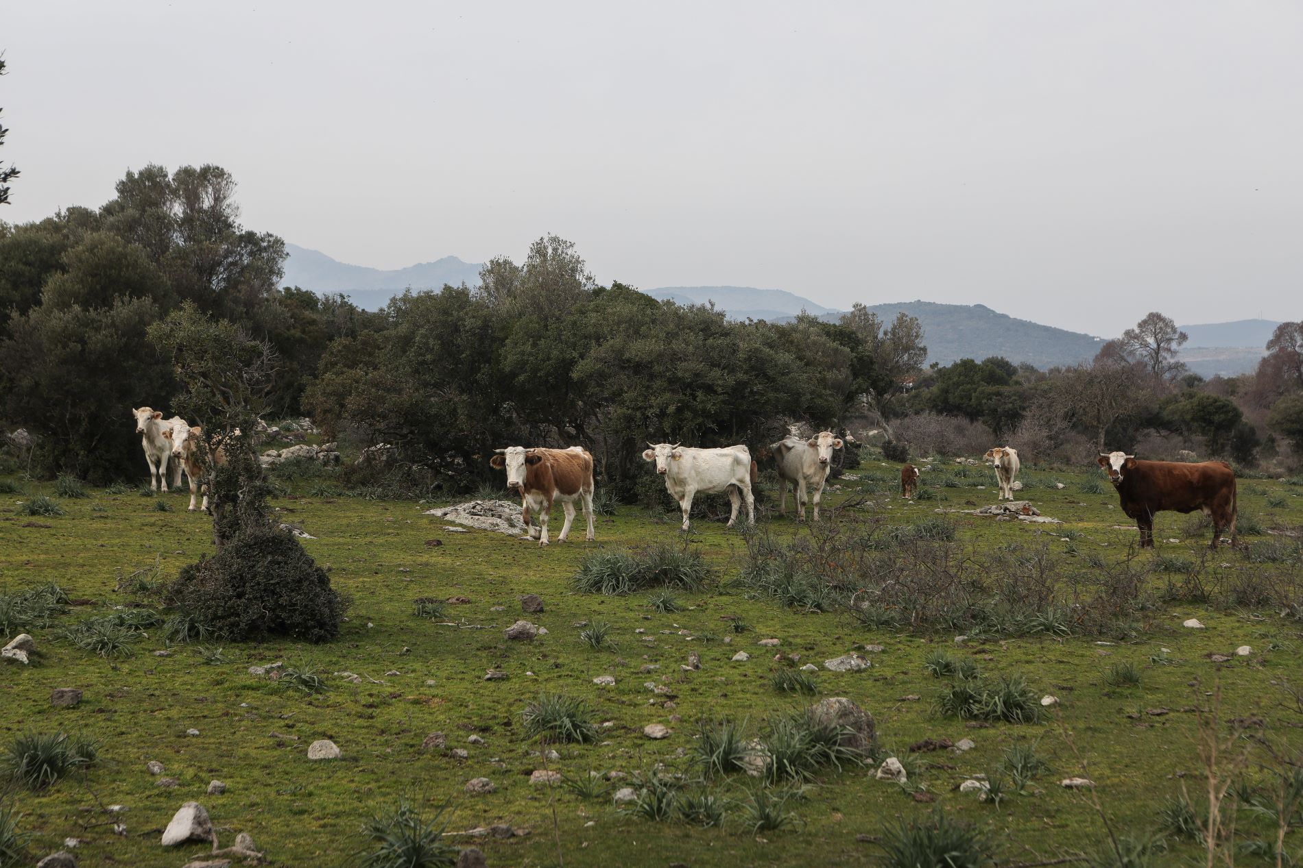 Μάχη στις Βρυξέλλες για τις ενισχύσεις σε βόειο κρέας, φρούτα και λαχανικά