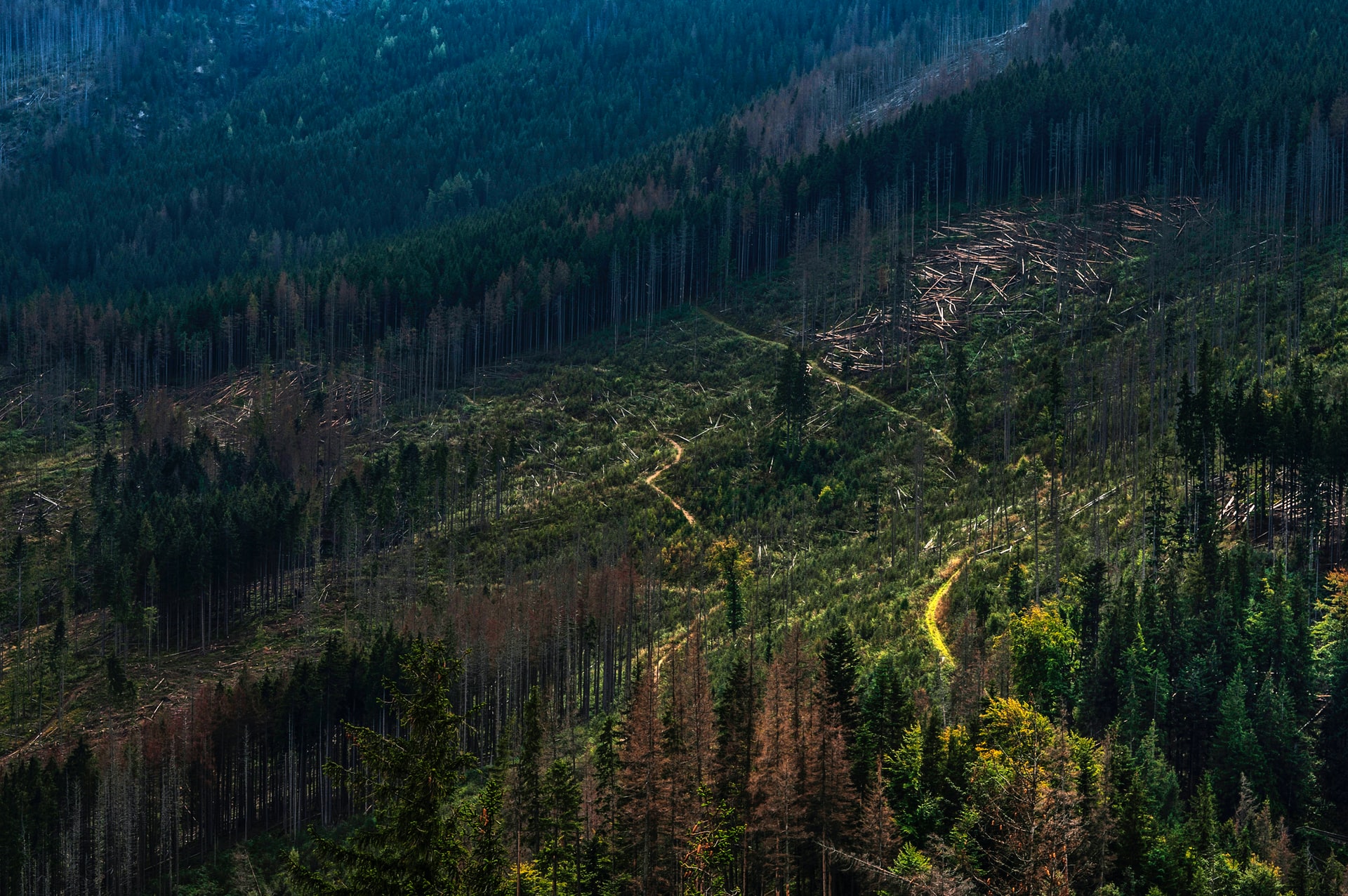 Αποψίλωση δασών © Unsplash