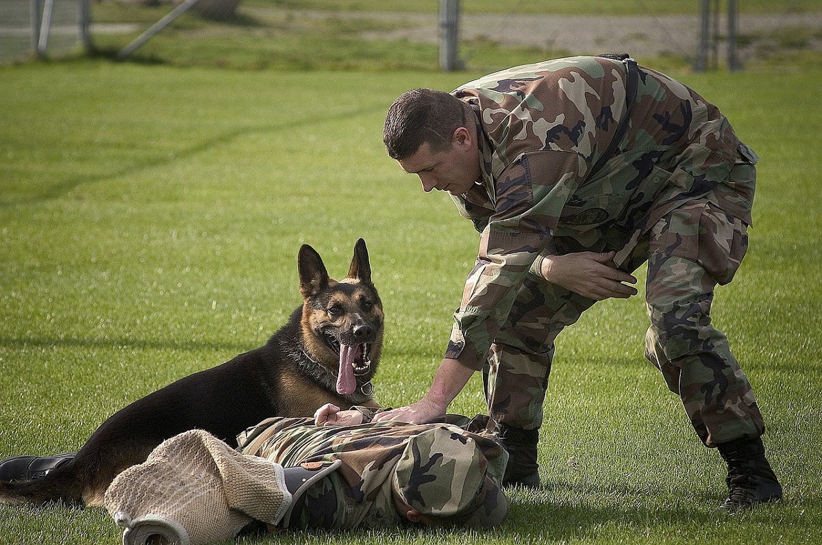 Σκύλος στρατού