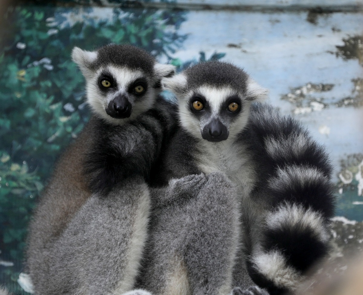 INDIA ZOO CORONAVIRUS PANDEMIC COVID19