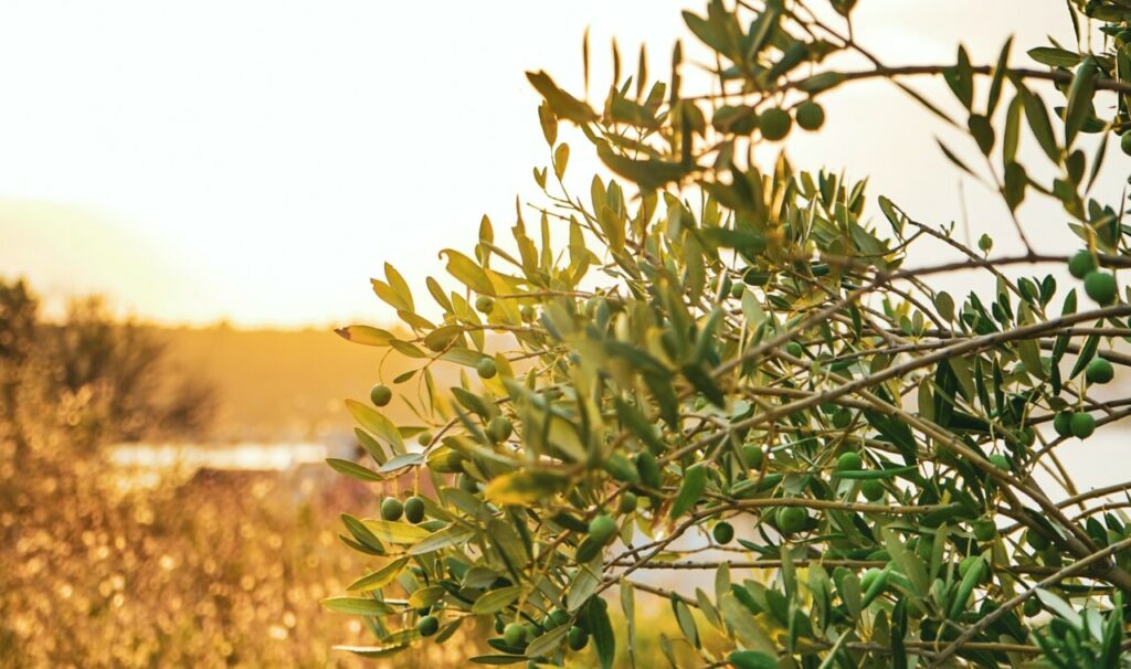 Η κλιματική κρίση απειλεί το ελληνικό ελαιόλαδο με μείωση παραγωγής