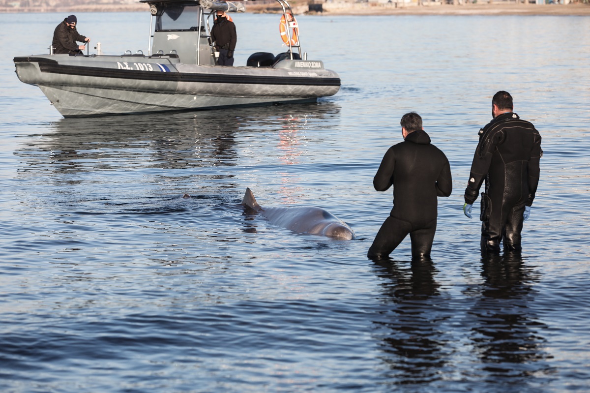 Η ραμφοφάλαινα που βρέθηκε στα ρηχά νερά του Αλίμου © EUROKINISSI