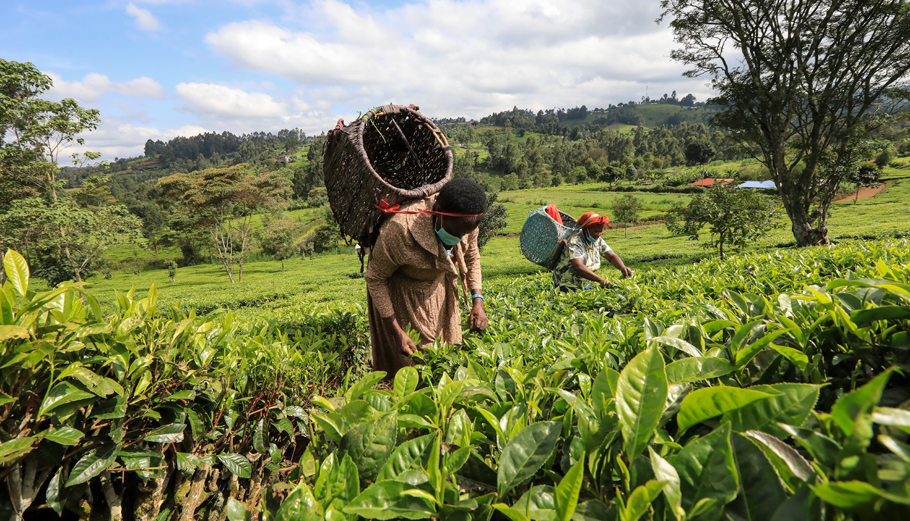 Γυναίκες στην Κένυα μαζεύουν τσάι © EPA/Daniel Irungu