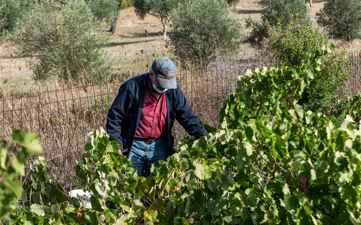 Τρύγος © Eurokinissi