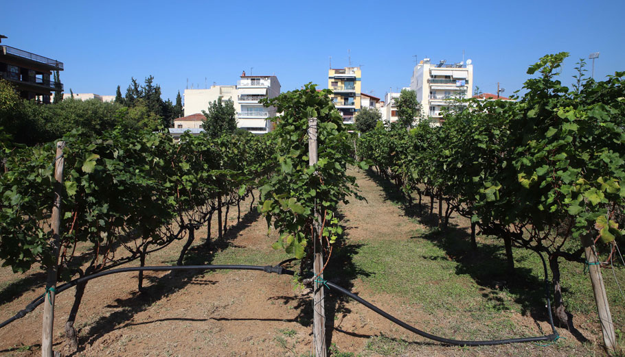Λιγοστεύουν οι αγρότες – Συρρικνώνεται ο πρωτογενής τομέας