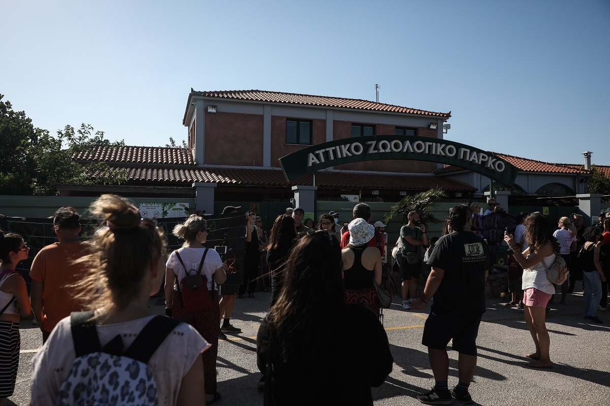 Αττικό Ζωολογικό Πάρκο: Κυβερνητική παρέμβαση για τη θανάτωση χιμπατζή