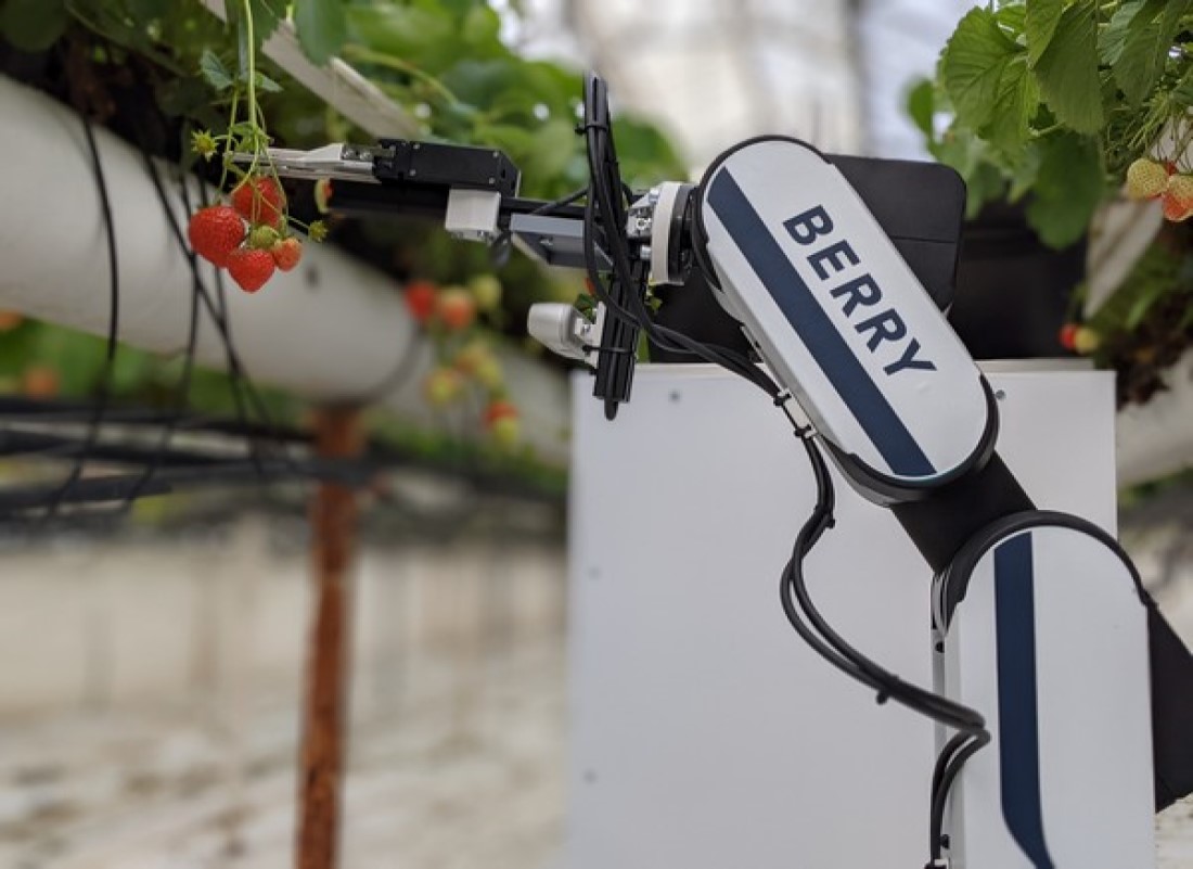 Συγκομιδή φράουλας με το ρομπότ Berry © Organifarms