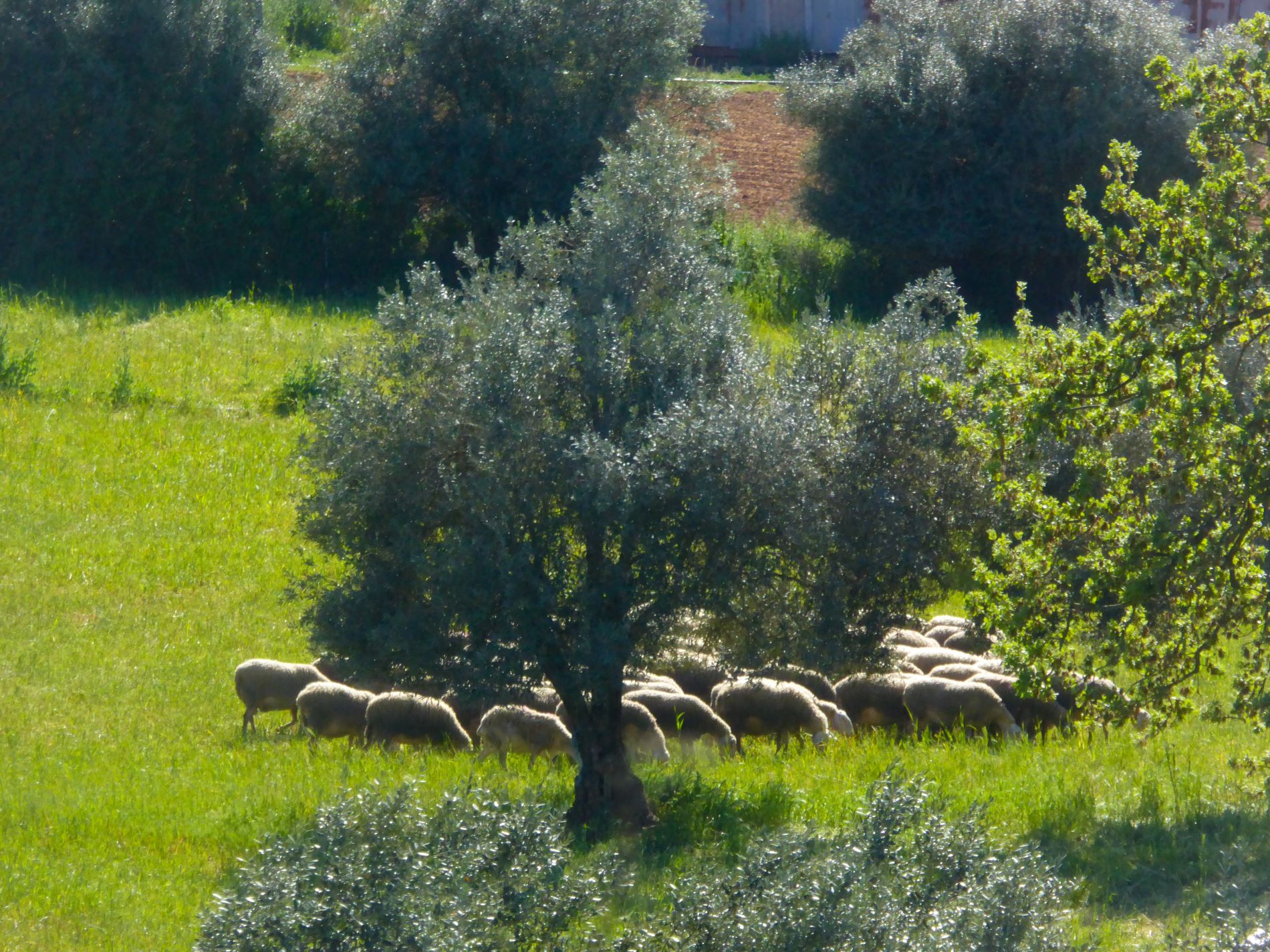 Το τσαλαφούτι είναι πρόβειο ή αιγοπρόβειο τυρί ©Eurokinissi