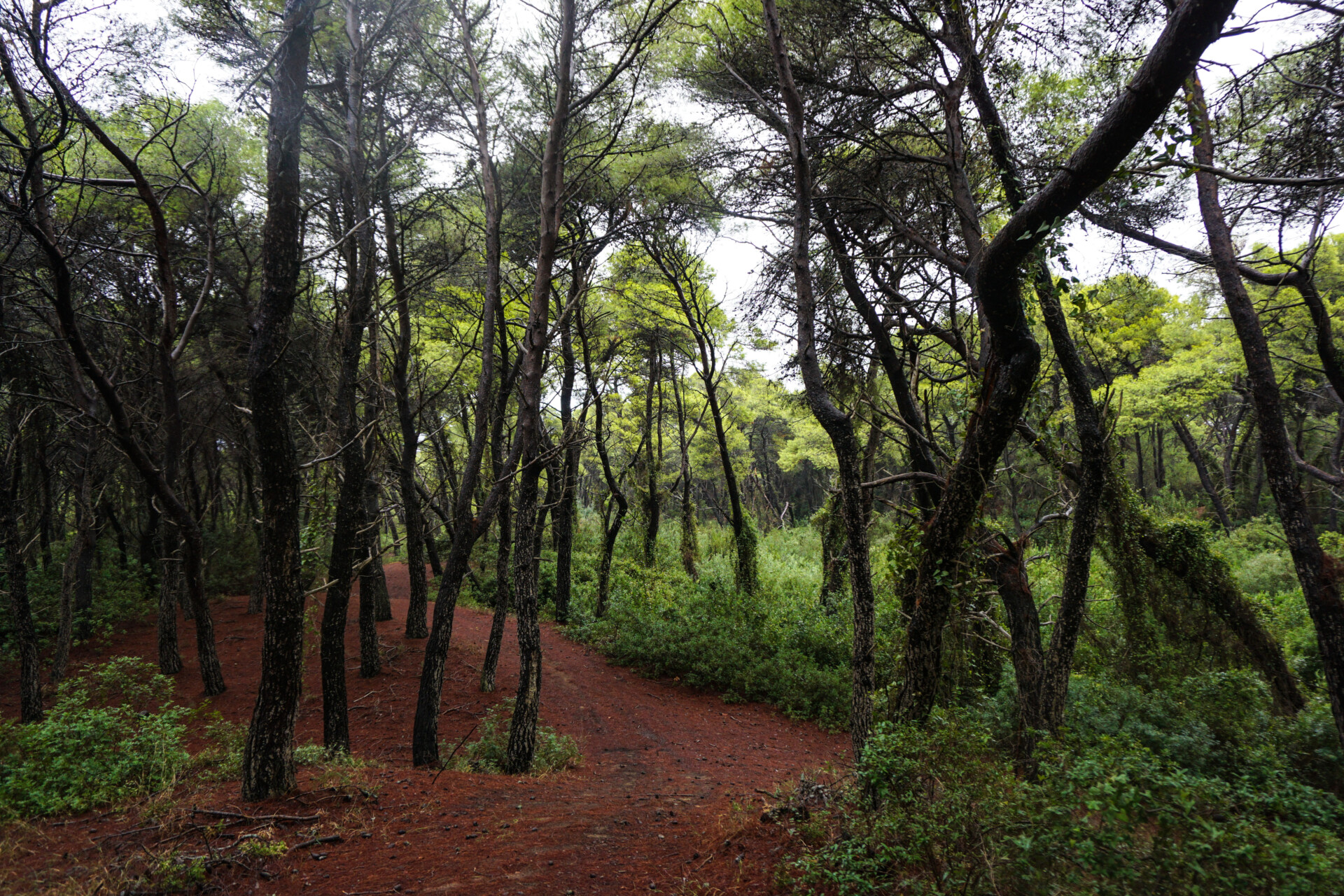 Δασική έκταση © Eurokinissi