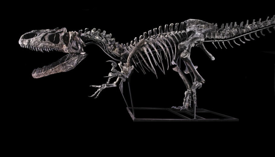 Σκελετός δεινοσαύρου δημοπρατείται από τον οίκο Giquello © EPA/BINOCHE-GIQUELLO / DROUOT