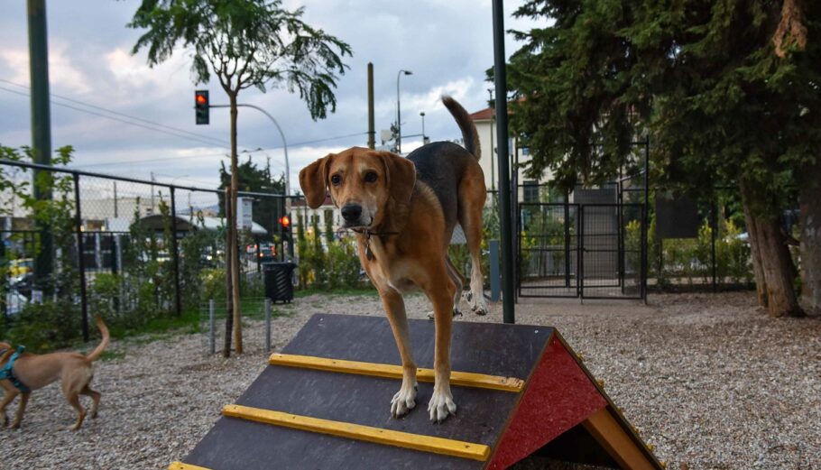 Πάρκο σκύλων απέναντι από το Σταθμό Λαρίσης © ΔΤ