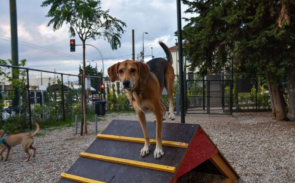Πάρκο σκύλων απέναντι από το Σταθμό Λαρίσης © ΔΤ