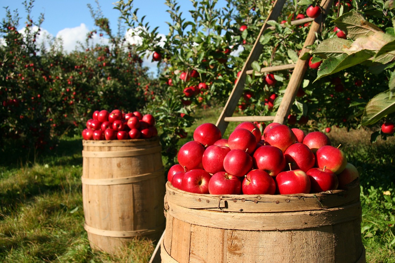 Μήλα © Pixabay