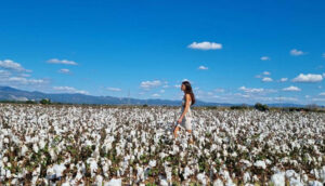 Ελληνικό βαμβάκι, ένα ευρωπαϊκό προϊόν με βαθιές ρίζες στην αγροτική οικονομία