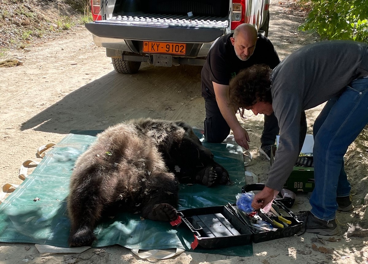 Απελευθέρωση αρκούδας από την Ομάδα Άμεσης Επέμβασης της Περιφερειακής Ενότητας Φλώρινας