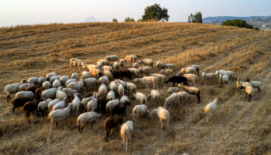 Κοπάδι με αιγοπρόβατα © Ευρωκίνηση