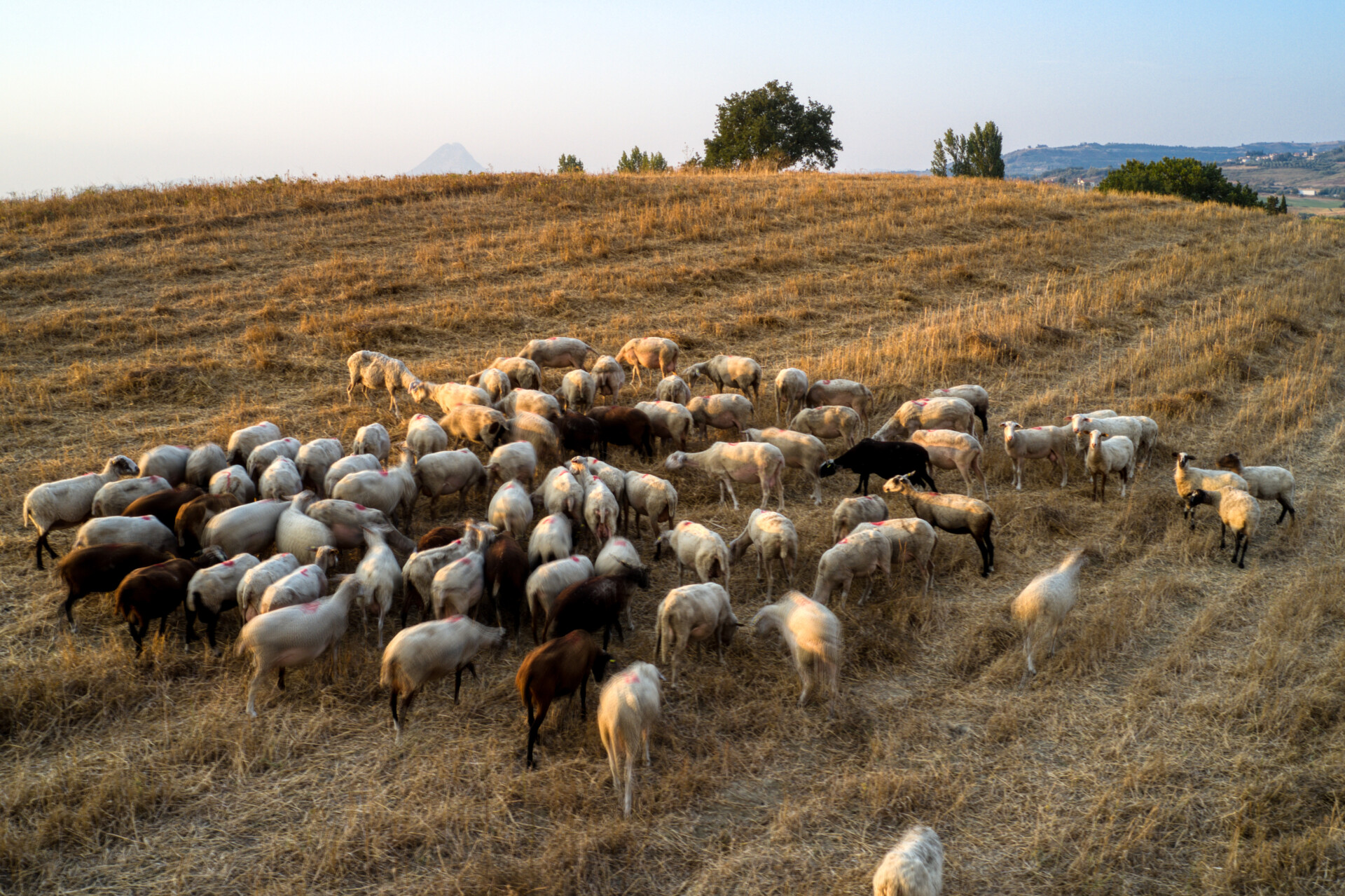 Κοπάδι με αιγοπρόβατα © Ευρωκίνηση