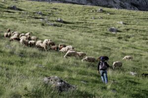 Σύνδεσμος Ελληνικής Κτηνοτροφίας: Εσκεμμένη απαξίωση της ελληνικής αιγοπροβατοτροφίας
