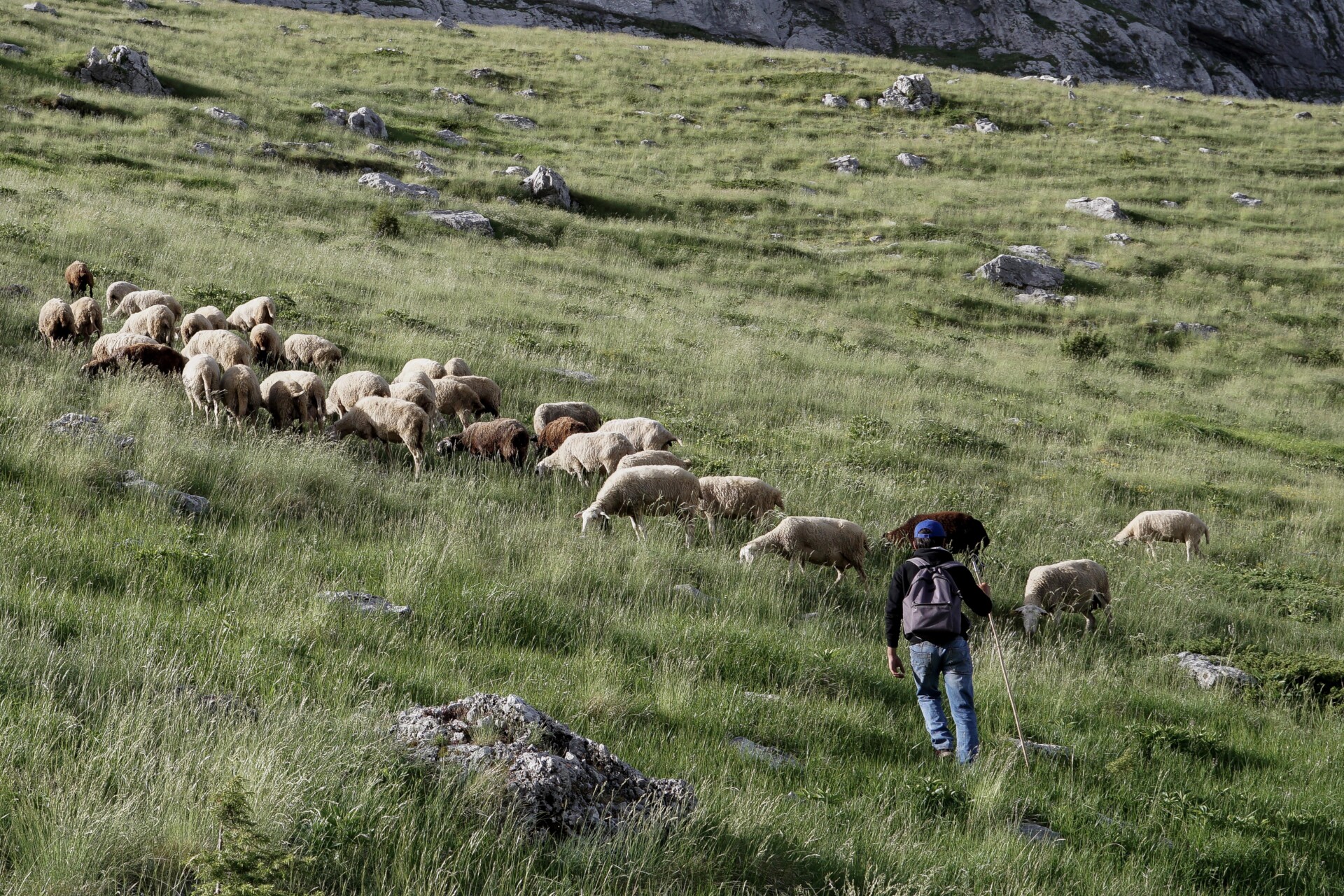 Κτηνοτροφία © Ευρωκίνηση