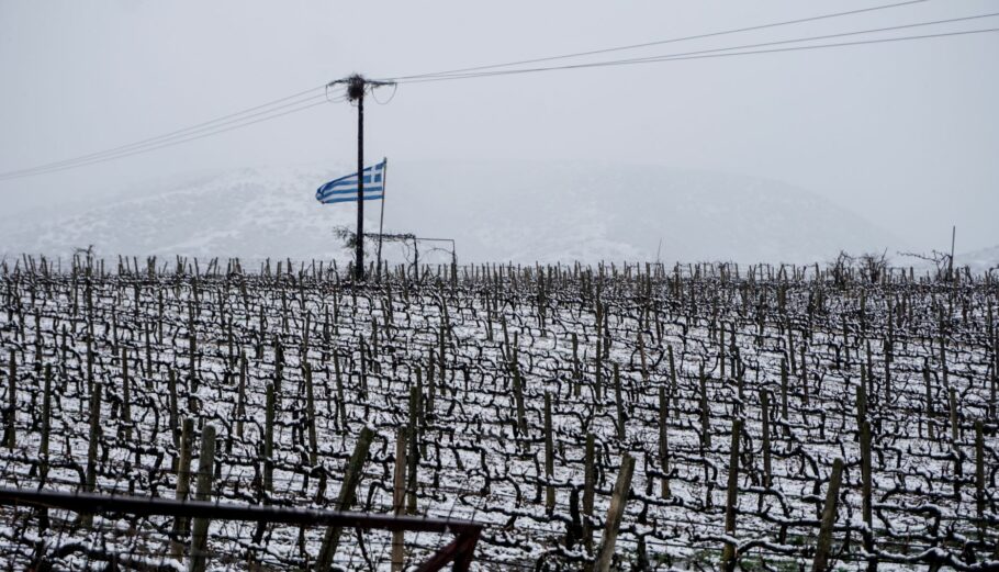 Παγετός σε αγροτική περιοχή ©Eurokinissi