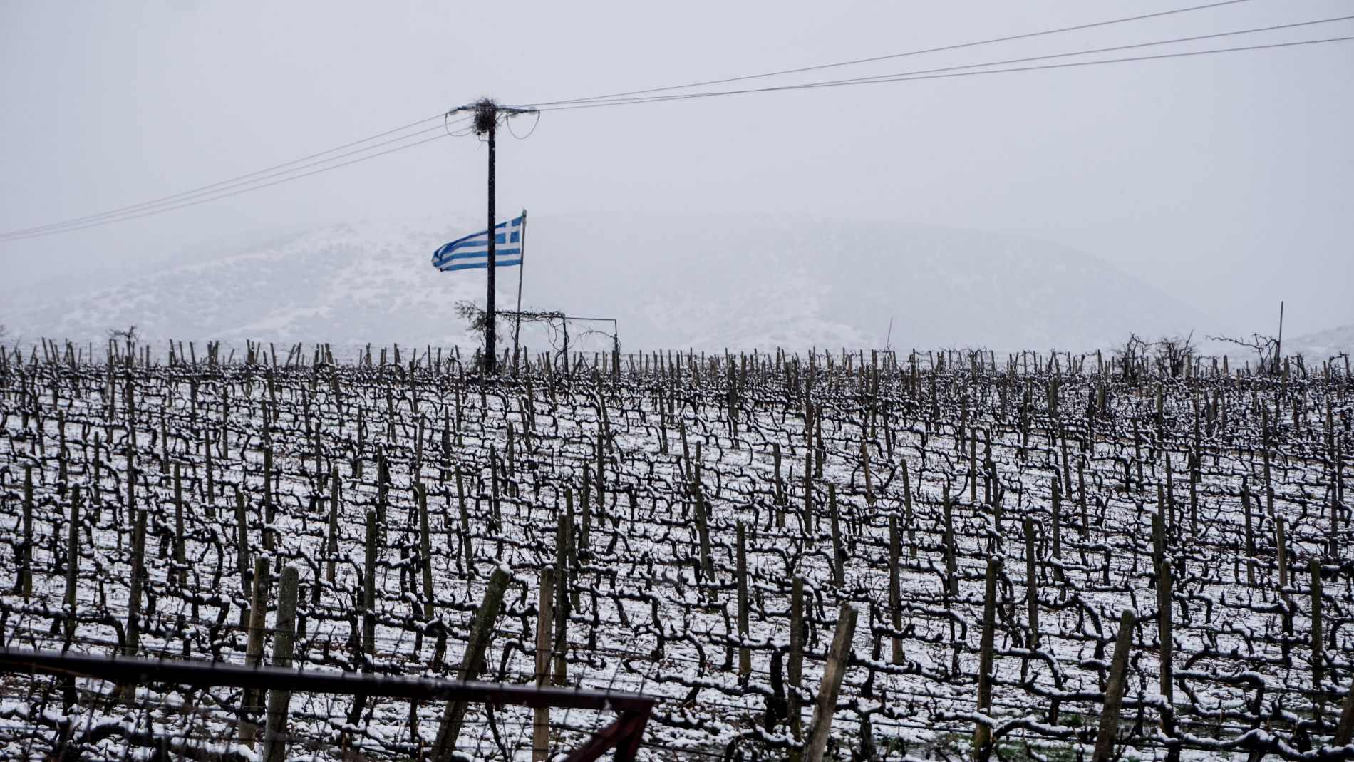 Παγετός σε αγροτική περιοχή ©Eurokinissi