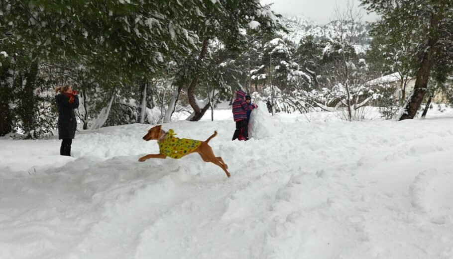 Χιόνια σε Διόνυσο και Δροσιά @ INTIME / ΛΙΑΚΟΣ ΓΙΑΝΝΗΣ