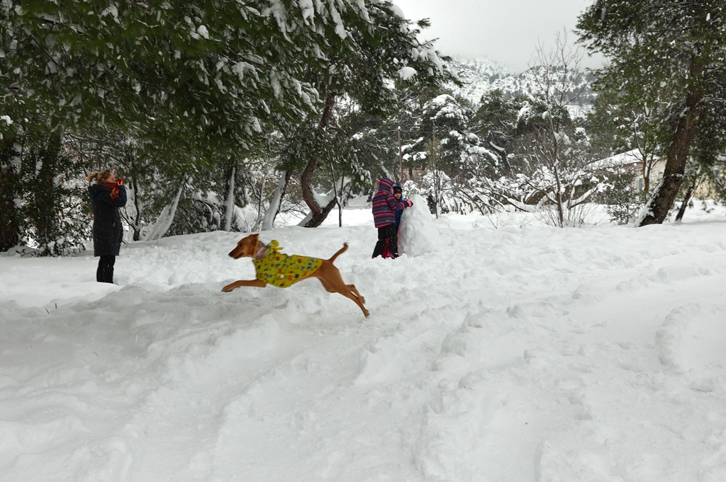 Χιόνια σε Διόνυσο και Δροσιά @ INTIME / ΛΙΑΚΟΣ ΓΙΑΝΝΗΣ