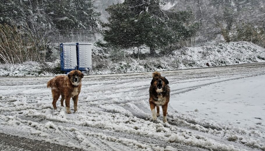 Κακοκαιρία Barbara - Σκύλοι στα χιόνια @ Eurokinissi / ΠΑΤΕΡΑΚΗΣ ΔΙΟΝΥΣΗΣ