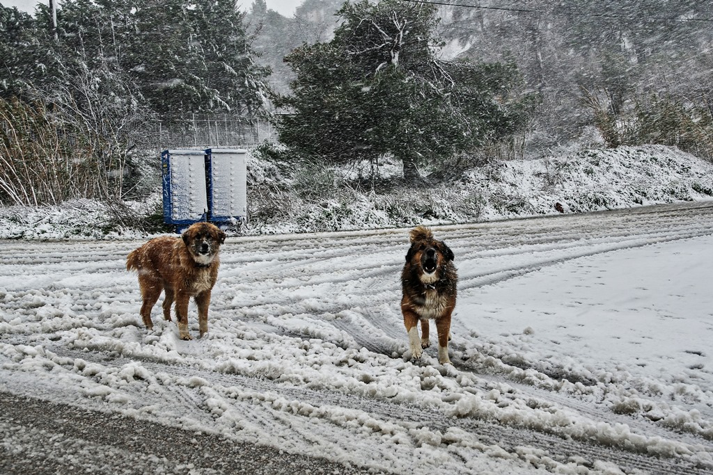 Κακοκαιρία Barbara - Σκύλοι στα χιόνια @ Eurokinissi / ΠΑΤΕΡΑΚΗΣ ΔΙΟΝΥΣΗΣ