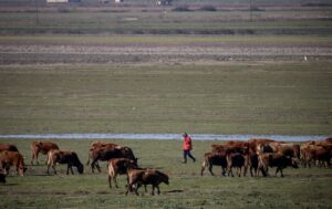 Κτηνοτρόφοι: Αποζημιώσεις 22,7 εκατ. λόγω ευλογιάς και αφθώδους πυρετού