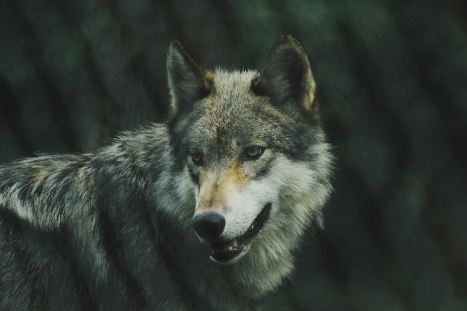 Λύκος © Unsplash