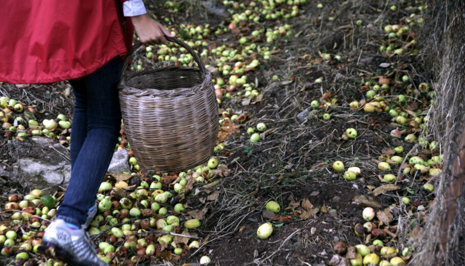 Μάζεμα μήλων © Eurokinissi