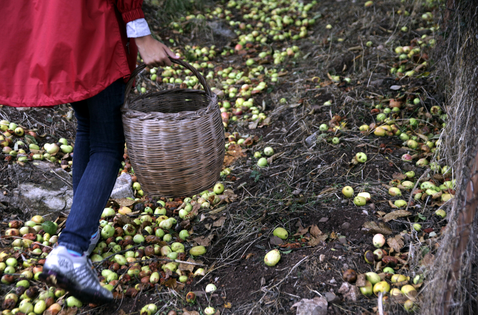 Μάζεμα μήλων © Eurokinissi