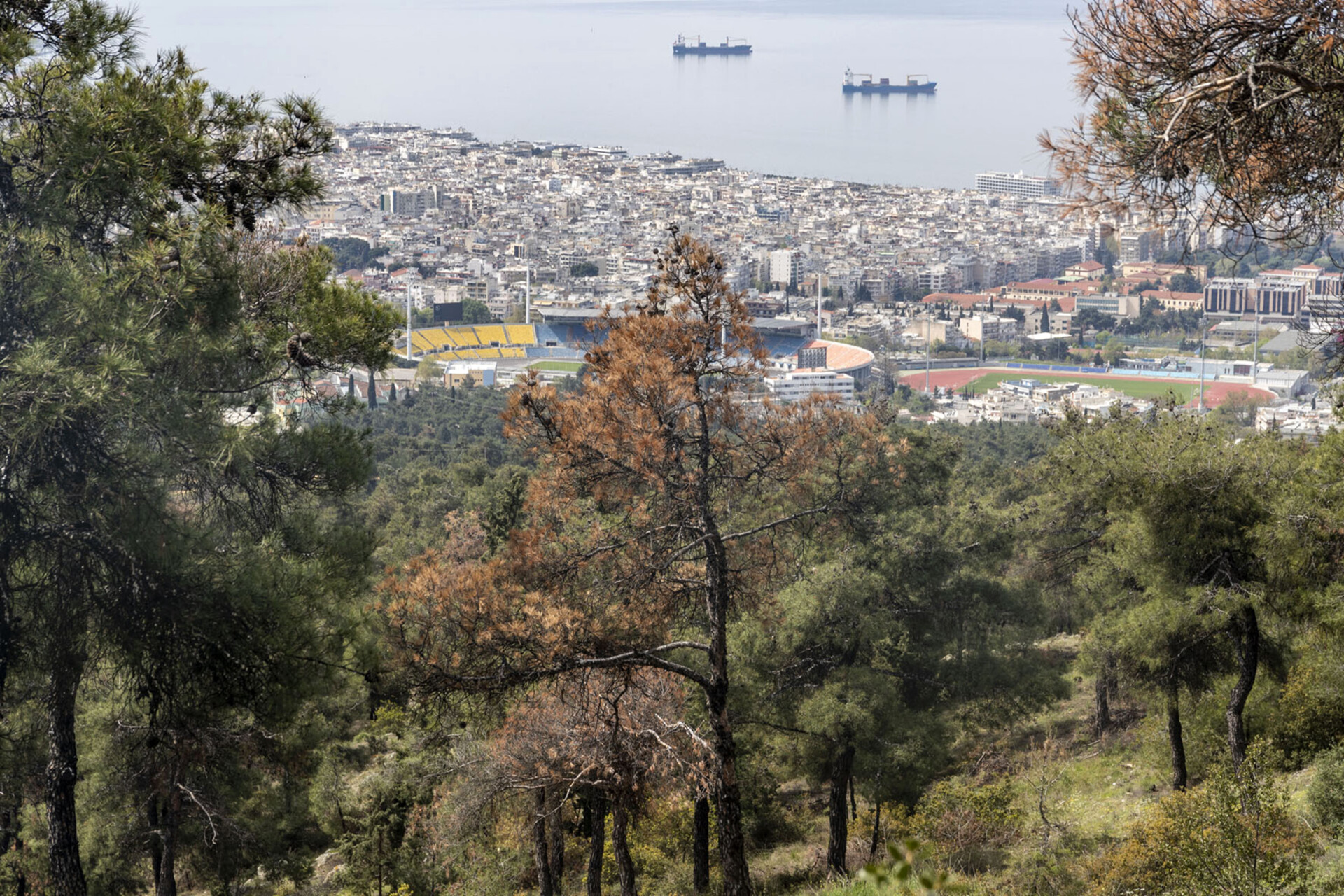 Θεσσαλονίκη: Συνεχίζεται η διαμαρτυρία κατά της κοπής δέντρων