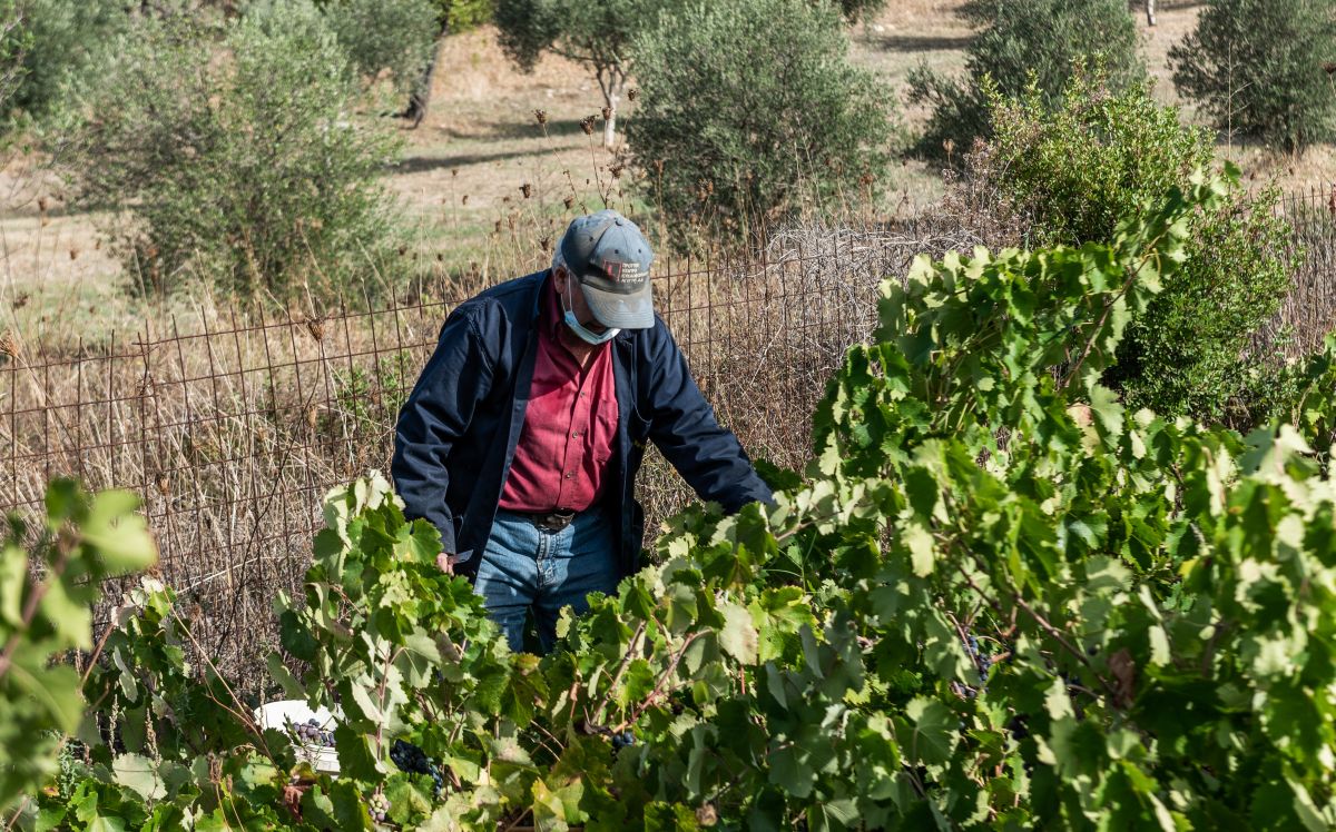 Αμπέλι στην Εύβοια © Eurokinisi / ΑΝΤΩΝΙΟΣ ΛΑΜΠΡΟΥ